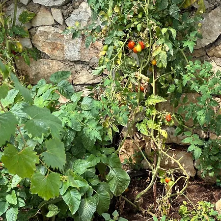 Joannas Stefaneli House *