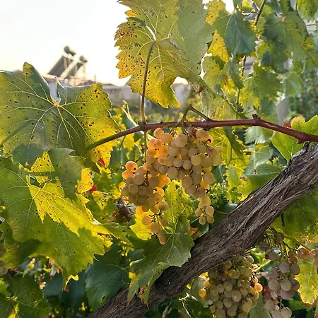 Gæstehus Joannas Stefaneli House *