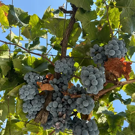 Casa de hóspedes Joannas Stefaneli House Himare