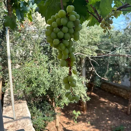 Joannas Stefaneli House Casa de hóspedes *