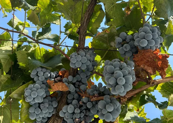 Guest house Joannas Stefaneli House Himare