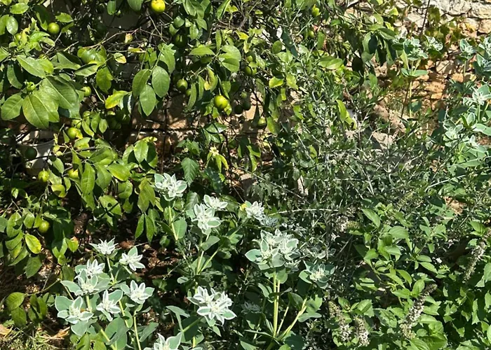 Guest house Joannas Stefaneli House Himare