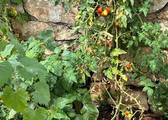 Joannas Stefaneli House *